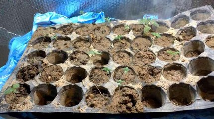 Alüminyum folyolu özel odada buhar makinesi ile kenevir üretimi yapan şahıs yakalandı