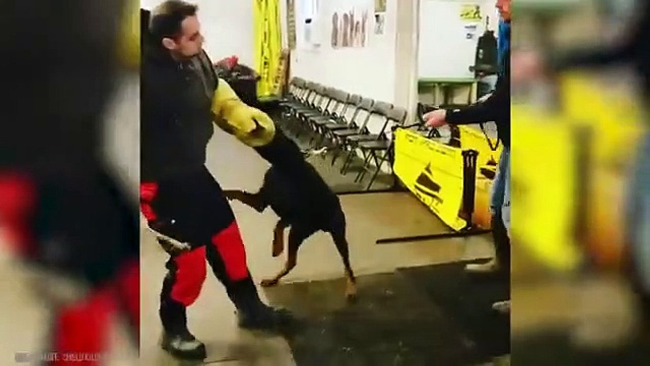 Les Chiens Les Plus Dangereux Au Monde_(360P)