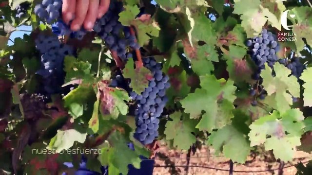 Vinos Familia Conesa Pago Guijoso