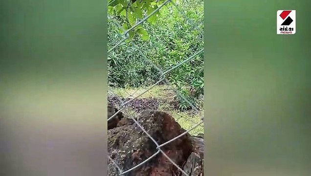 ગીરસોમનાથમાં ખેતરમાં સિંહે ખેડૂત પર હુમલો કર્યો