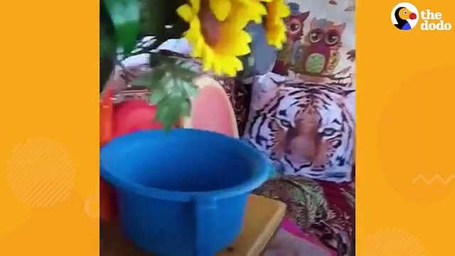 Cuddly Rat Can_t Stop Giving His Cat Sister Hugs And Kisses _ The Dodo(360P)