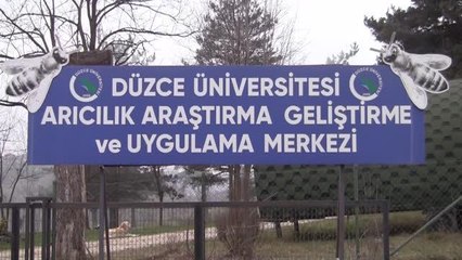 Normalin üzerinde seyreden hava sıcaklıkları arı popülasyonunda kayıplara neden olabilir