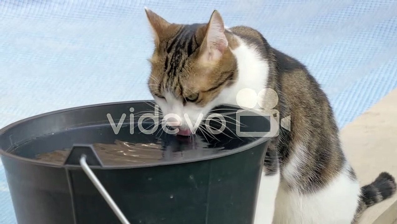 BB_f5b57514-ccc4-4a86-a488-8ef2c7ddadb7_preview