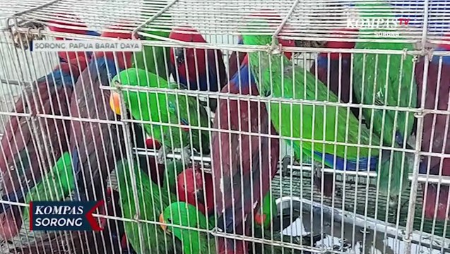 94 Satwa Dilindungi Berhasil Diselamatkan Ditpolairud Papua Barat