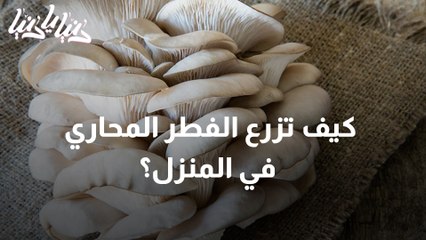 كيف تزرع الفطر المحاري في المنزل؟
