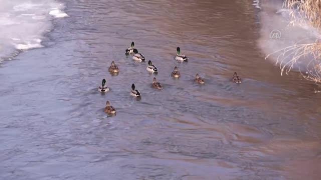 Yeşilbaş ördekler buzla kaplı Kars Çayı'nda beslenirken görüntülendi