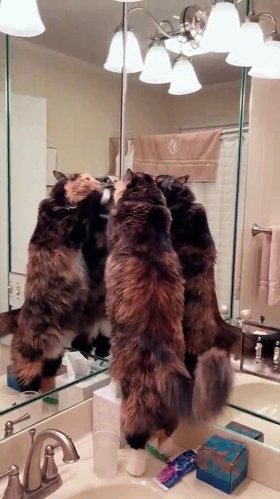 Cute Cats remind us to enjoy the simple things in lifecat enjoy shorts video #catshorts #cats #cat