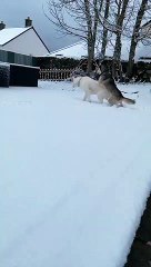 huskies playing in the snow in cornwall