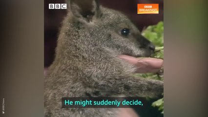 BBC Breakfast looks back on 40 years with blooper reel