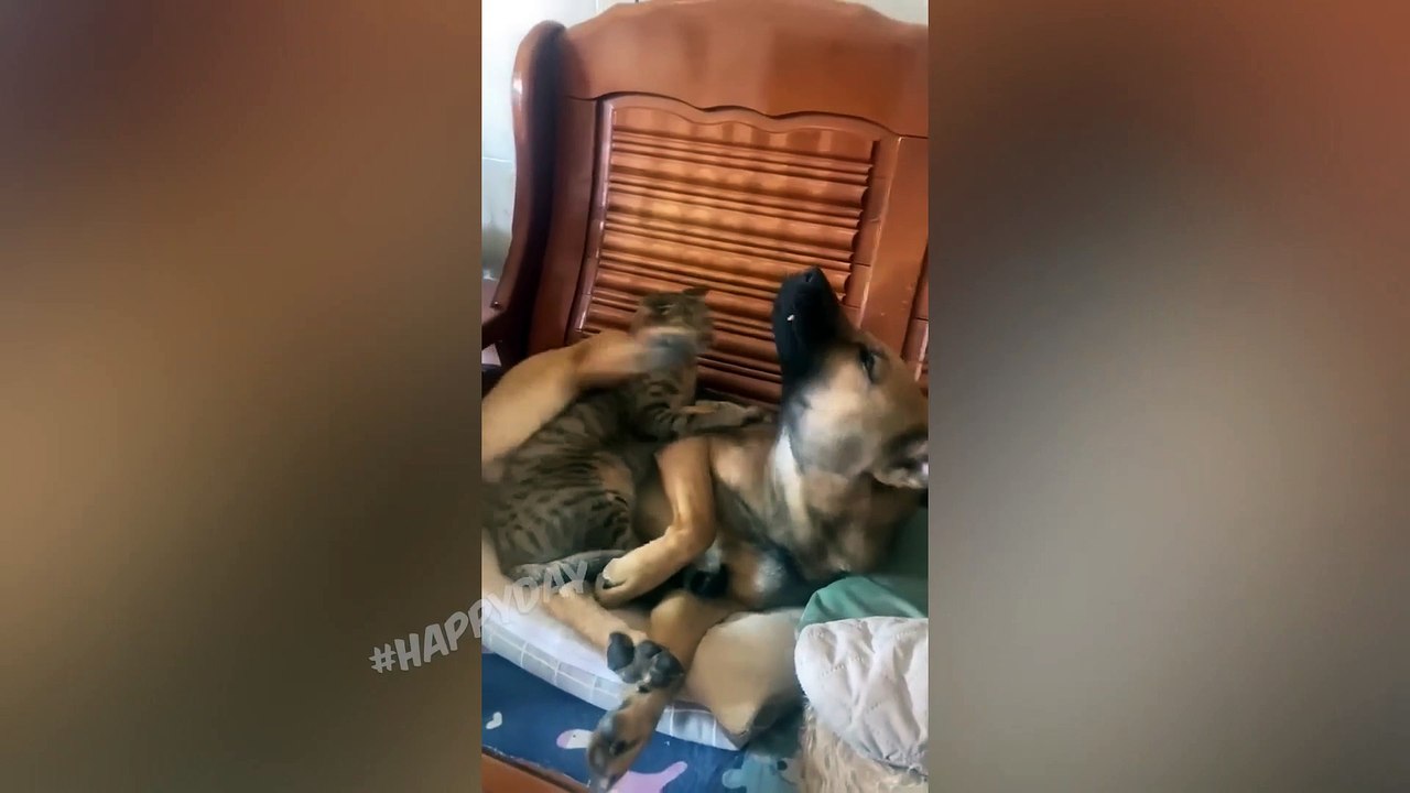 재미있는 고양이 2023 및 기타 동물 10 분의 웃음 재미있는 동물 2023 고양이와 함께하는 최고의 농담