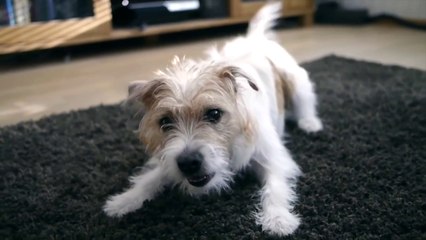 Cassazione, se il cane abbaia di notte può costare caro