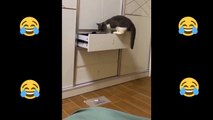 Baby Cats - Cute and Funny Cat Videos Compilation #4 #short #shorts #funny #funnycats #cats #meme #memes