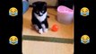 Baby Cats - Cute and Funny Cat Videos Compilation #1 #short #shorts #funny #funnycats #cats #meme #memes