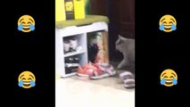 Baby Cats - Cute and Funny Cat Videos Compilation #5 #short #shorts #funny #funnycats #cats #meme #memes