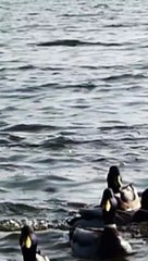 Sounds of water and ducks with pictures for children/ kids بچوں کے لئے بطخوں کی آواز