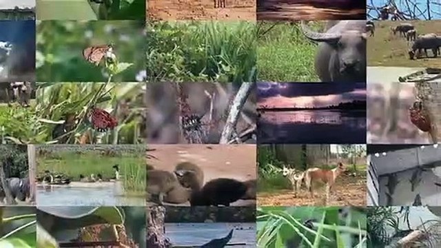Ces Animaux Se Sont Attaqués Aux Mauvais Adversaires(360P)