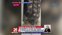 Nagbebenta umano ng pagong at isang uri ng piranha, arestado | 24 Oras