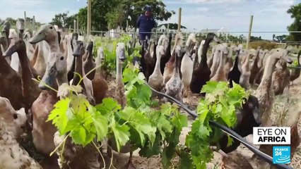 Ducks replace pesticides at South Africa vineyard