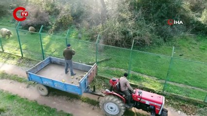 Kış geldi, ayıların uykusu yine gelmedi