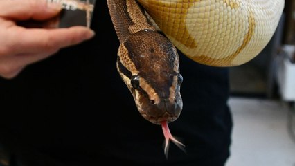 Ball Python Genetics