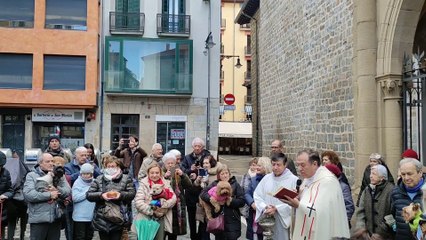 Los animales reciben la bendición por el día de San Antón en Pamplona