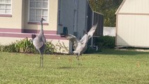 Woman catches happy Sandhill Cranes doing their famous mating dance