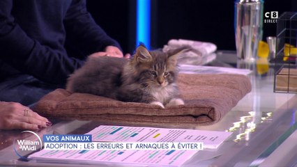 Vos animaux : Adoption : les erreurs et arnaques à éviter !
