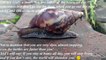 You are really a snail: Stay inside of home, it is sticky! For God's sake... [Quotes and Poems]