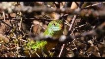 some interesting facts about lizards || part 2 || short documentary HD