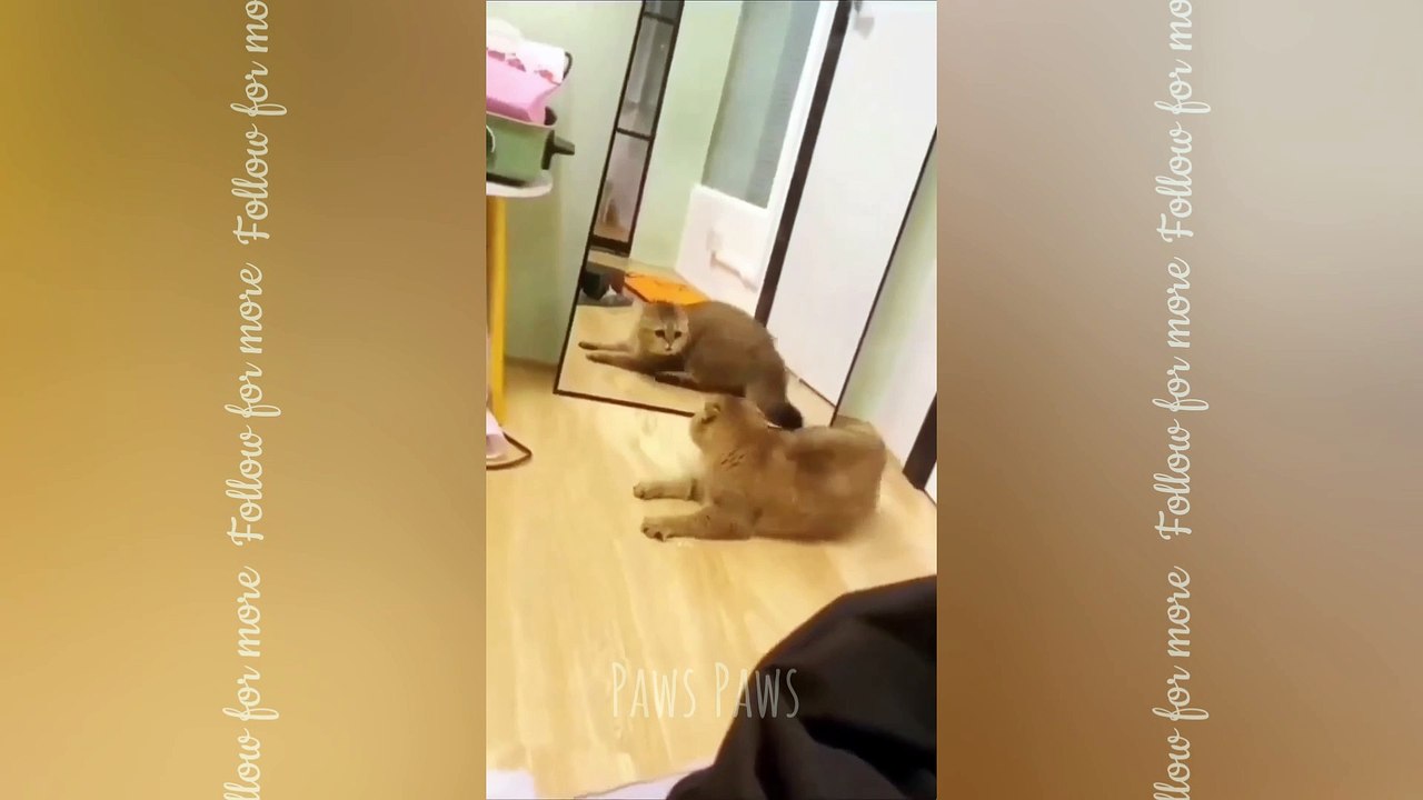 angry cat