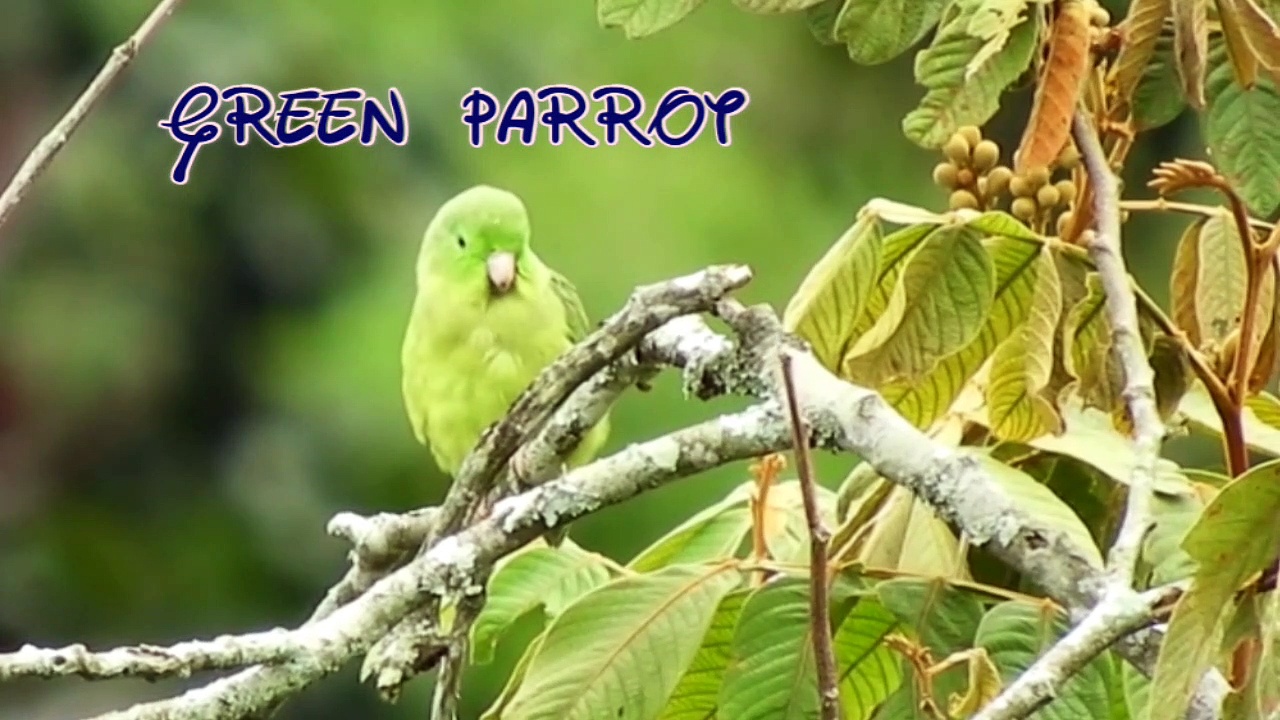 GREEN PARROT