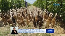 Nasa 500 na itik at bibe, ipinalit sa pesticide bilang tagapuksa ng mga peste sa isang ubasan | Saksi