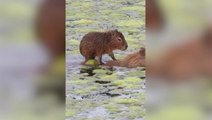 Baby capybara hitches ride on adult’s back to glide across pond