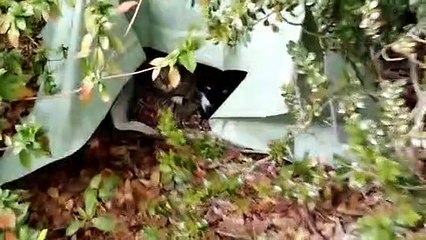 Jean_s Cat Shelter Suprise