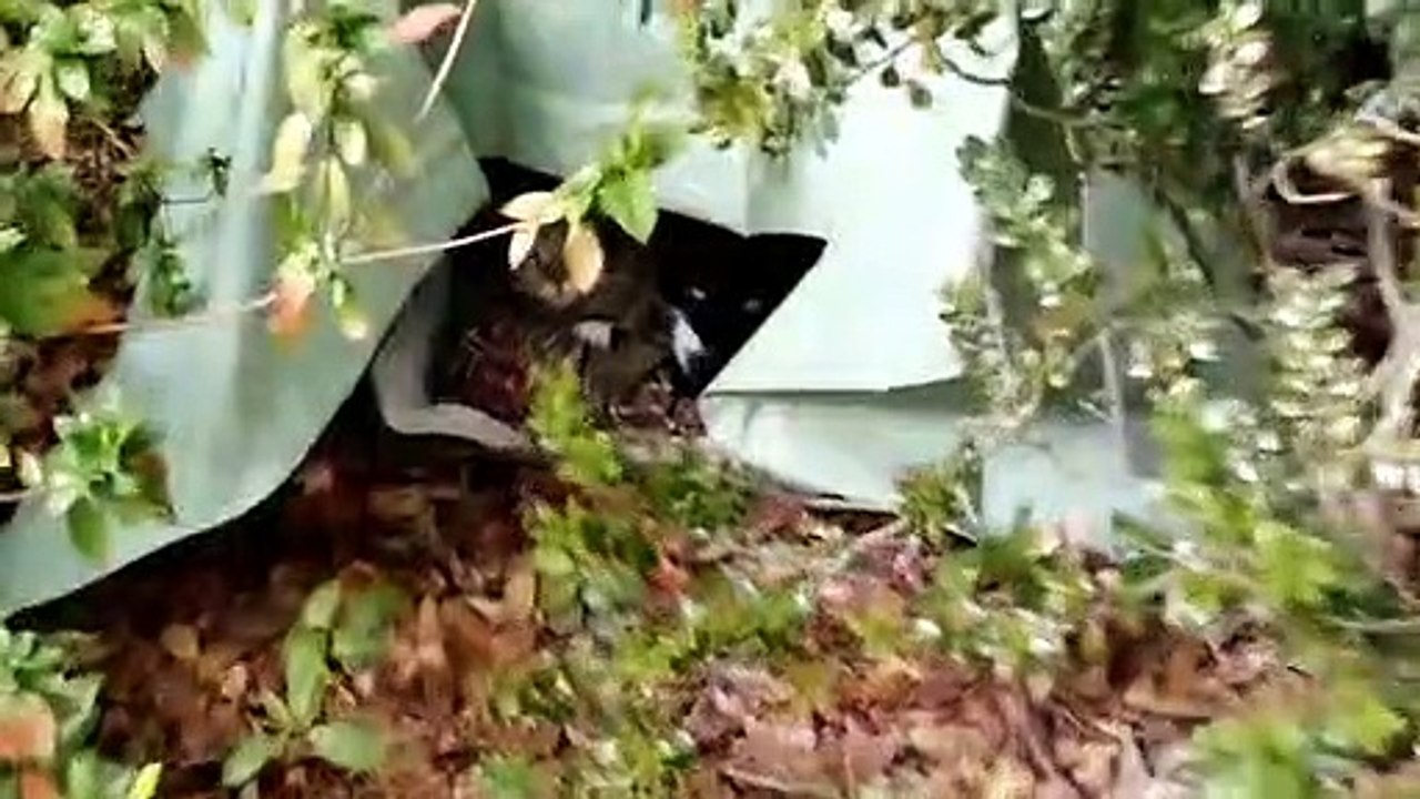 Jean_s Cat Shelter Suprise