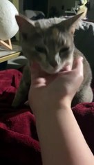 Cozy cat in the heated blanket