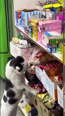 Descargar video: Cette maman chat apprend à ses petits comment survivre... et faire ses courses