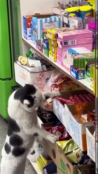 Cette maman chat apprend à ses petits comment survivre... et faire ses courses