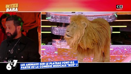 Les animaux sur le plateau font-ils partie de la comédie musicale "Noé" ?