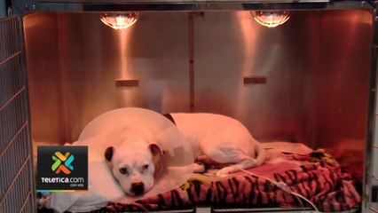 tn7-perro-en-tibas-perdio-la-pata-delantera-170123