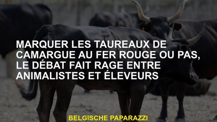 Marquez les taureaux de Camargue avec un fer rouge ou non, le débat fait rage entre animaux et éleve