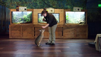 Bark Like a Dog! This Capybara Is More Man’s Best Friend Than…Well…Rodent