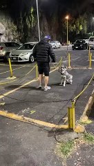 Dog Training Fail, But Not The Dog