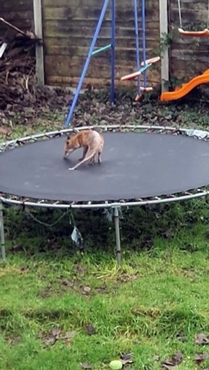 Frolicking Fox on the Trampoline