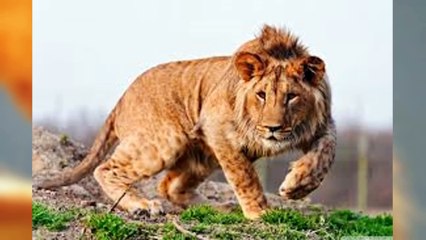 15 New Hybrid Animals Created Recently