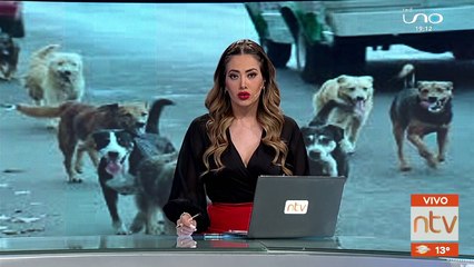 Descartan uso de carne de perro en tucumanas