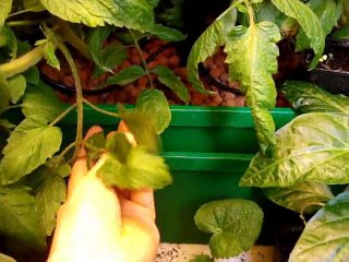 Plants de tomates en hydroponie et ultraponie