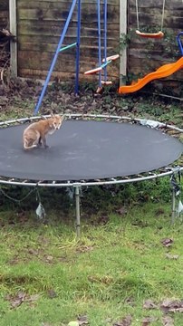 Frolicking Fox on the Trampoline