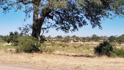 LIONS HUNT IN FRONT OF MALAMALA CAMP