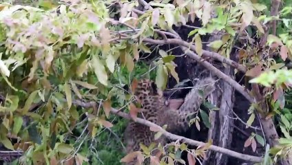 LIONS Hunt ZEBRA. LEOPARD CUBS and ELEPHANTS.